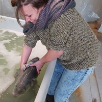 Aquaculture du Bar (<i>Dicentrarchus labrax</i>) Intechmer.