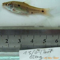 Congo RD - <i>Enteromius urostigma</i>.