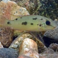 <i>Chromidotilapia</i> sp.