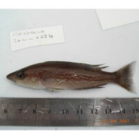 Congo RD - <i>Cyprichromis microlepidotus</i> (lac Tanganyika).