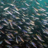 <i>Cyprichromis</i> spp. (lac Tanganyika)