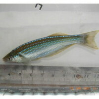 <i>Lamprichthys tanganicanus</i> - Lac Tanganyika.