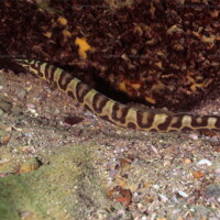 <i>Mastacembelus ellipsifer</i>