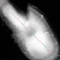 Otolithe de Sardine (<i>Sardina pilchardus</i>).