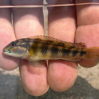 <i>Orthochromis</i> sp.