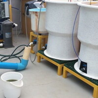 Production d'Artémias (<i>Artemia salina</i>).
