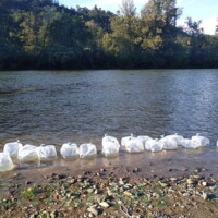 Repeuplement en Aloses (<i>Alosa alosa</i>) dans la Garonne.