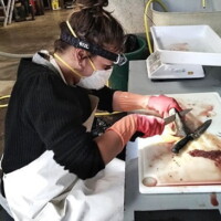 Prélèvement biologique (otolithes).