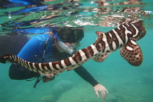 Relacher de requin juvénile (<i>Stegostoma fasciatum</i>)