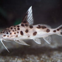 <i>Synodontis grandiops</i>