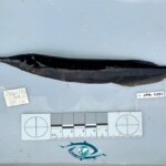 Mormyrops zanclirostris. Mormyrops zanclirostris.