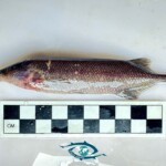 Paramormyrops hopkinsi. Paramormyrops hopkinsi