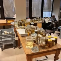 Environ 600 lots de poissons examinés lors de notre visite au MRAC.