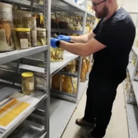 Garin Cael gestionnaire de la collection du MRAC.