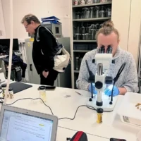 Consultation des spécimens sous loupe binoculaire au MNHN.