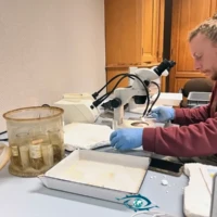 Consultation des spécimens sous loupe binoculaire au MRAC.