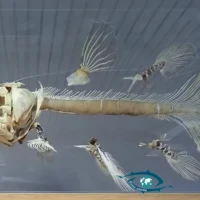 Squelette d’un spécimen de Cœlacanthe présent au MRAC.