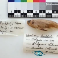 Unique spécimen de Pantodon Buchkolzi collecté au Gabon présent au MRAC.