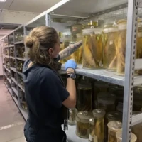 Recherche des lots de spécimens à étudier dans les collections du MRAC.